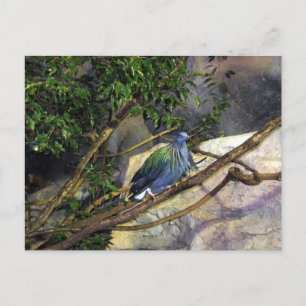 Nicobar Pigeon Postkarte
