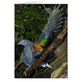 Nicobar Pigeon Wave