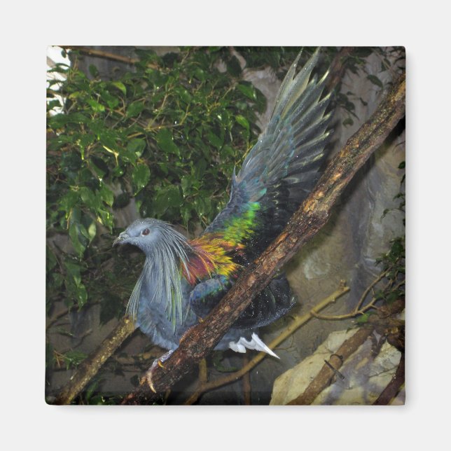 Nicobar Pigeon Wave Magnet (Vorne)