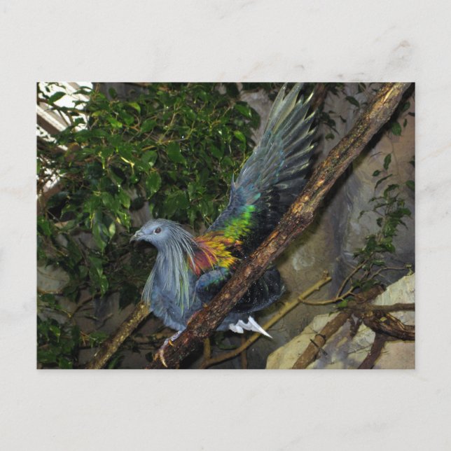 Nicobar Pigeon Wave Postkarte (Vorderseite)