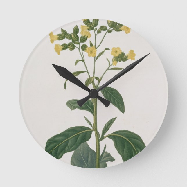 Nicotiana von "Phytographie Medicale" durch Joseph Runde Wanduhr (Vorderseite)
