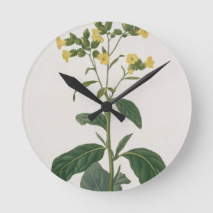 Nicotiana von "Phytographie Medicale" durch Joseph Runde Wanduhr