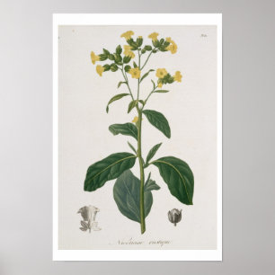 Nicotiana von "Phytographie Medicale" von Joseph R Poster