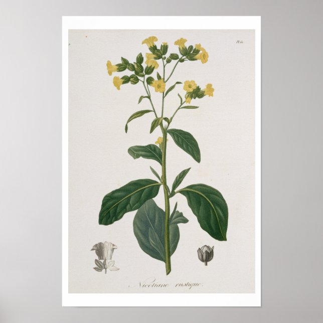 Nicotiana von "Phytographie Medicale" von Joseph R Poster (Vorne)