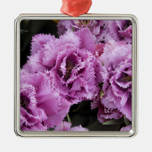 Niederlande (alias Holland), Lisse. Keukenhof 2 Silbernes Ornament (Vorne)