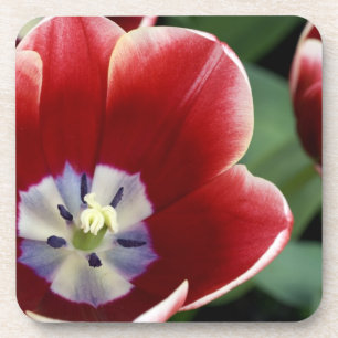 Niederlande (alias Holland), Lisse. Keukenhof 3 Getränkeuntersetzer