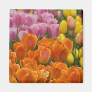 Niederlande alias Holland), Lisse. Keukenhof 4 Magnet