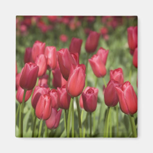 Niederlande (alias Holland), Lisse. Keukenhof 4 Magnet