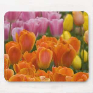 Niederlande alias Holland), Lisse. Keukenhof 4 Mousepad