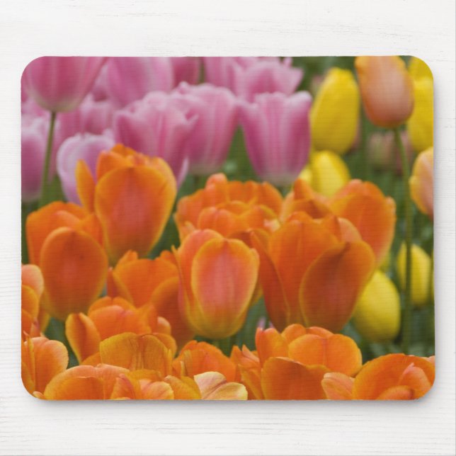 Niederlande alias Holland), Lisse. Keukenhof 4 Mousepad (Vorne)