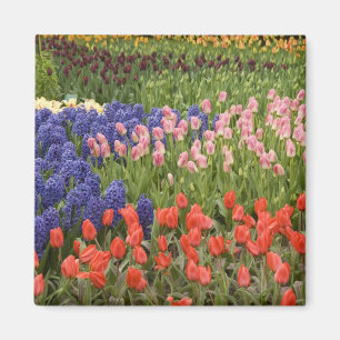 Niederlande alias Holland), Lisse. Keukenhof 9 Magnet