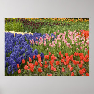 Niederlande alias Holland), Lisse. Keukenhof 9 Poster