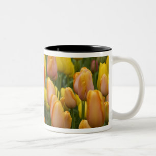 Niederlande alias Holland), Lisse. Keukenhof 9 Zweifarbige Tasse