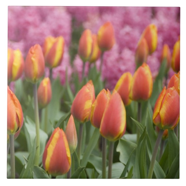 Niederlande (alias Holland), Lisse. Keukenhof Fliese (Vorderseite)