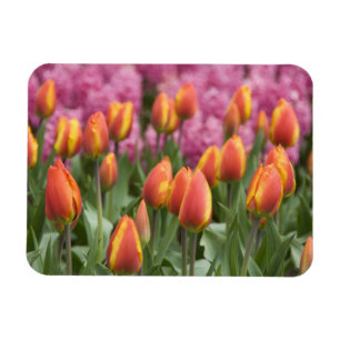 Niederlande (alias Holland), Lisse. Keukenhof Magnet