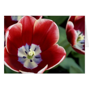 Niederlande (auch bekannt als Holland), Lisse. Keu