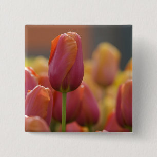 Niederlande, auch bekannt als Holland), Lisse. Keu Button