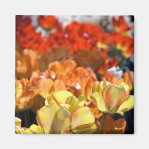 Niederlande (auch bekannt als Holland), Lisse. Keu Magnet