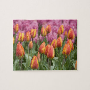 Niederlande (auch bekannt als Holland), Lisse. Keu Puzzle