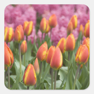 Niederlande (auch bekannt als Holland), Lisse. Keu Quadratischer Aufkleber