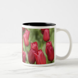 Niederlande (auch bekannt als Holland), Lisse. Keu Zweifarbige Tasse