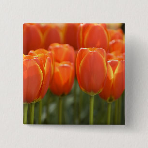 Niederlande (auch Holland genannt), Lisse. Keukenh Button