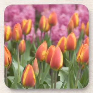 Niederlande (auch Holland genannt), Lisse. Keukenh Getränkeuntersetzer