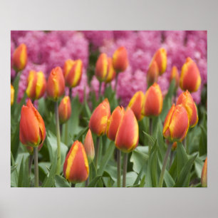 Niederlande (auch Holland genannt), Lisse. Keukenh Poster