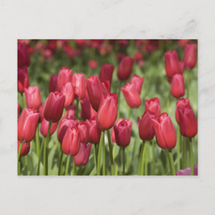 Niederlande (auch Holland genannt), Lisse. Keukenh Postkarte
