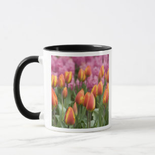 Niederlande (auch Holland genannt), Lisse. Keukenh Tasse