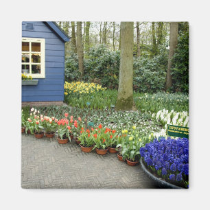 Niederlande (auch Holland), Lisse. Keukenhof 11 Magnet