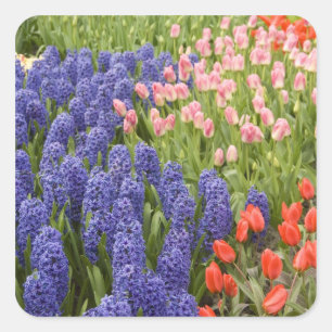 Niederlande (auch Holland), Lisse. Keukenhof 2 Quadratischer Aufkleber