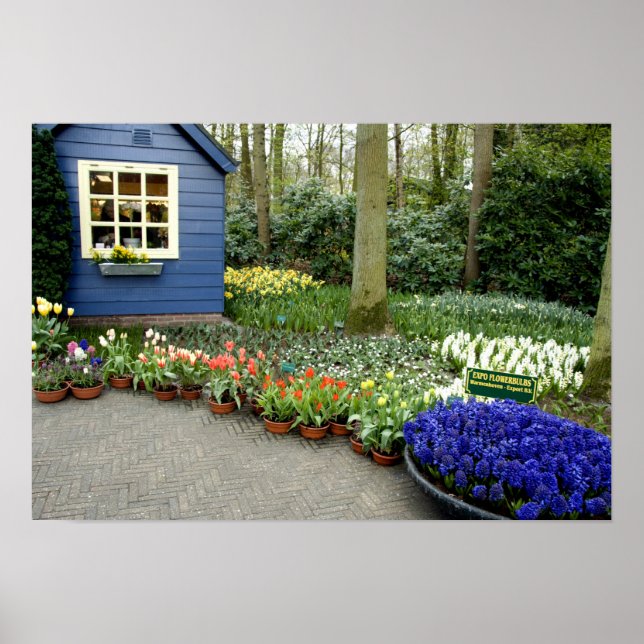 Niederlande (Holland), Lisse. 11 Poster (Vorne)