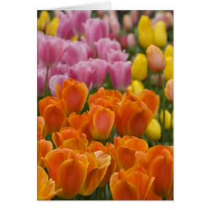 Niederlande (Holland), Lisse. Keukenhof 4
