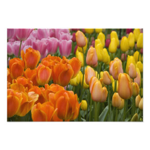 Niederlande (Holland), Lisse. Keukenhof 5 Fotodruck
