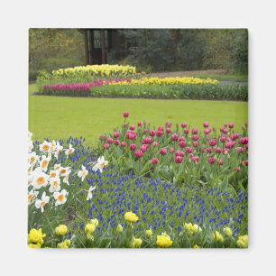 Niederlande (Holland), Lisse. Keukenhof 5 Magnet