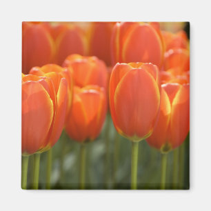 Niederlande (Holland), Lisse. Keukenhof 7 Magnet