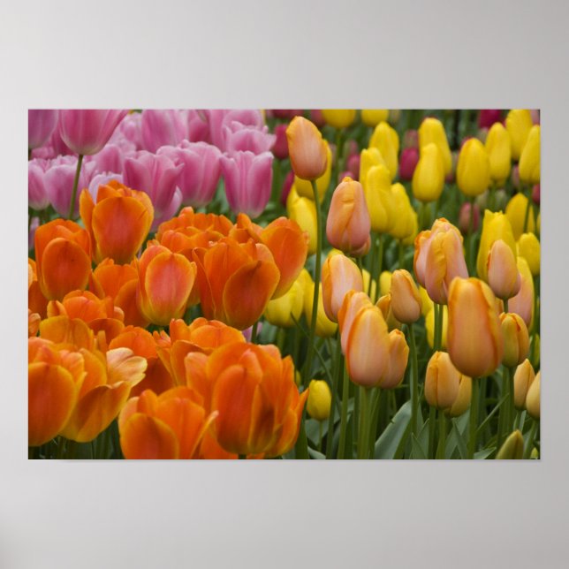 Niederlande (Holland), Lisse. Keukenhof 9 Poster (Vorne)