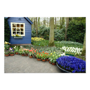 Niederlande (Holland), Lisse. Keukenhof Fotodruck