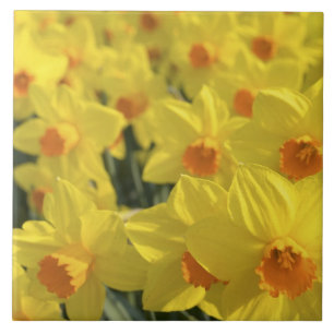 Niederlande, Holland, Lisse, Keukenhof Gardens, Fliese