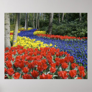 Niederlande, Holland, Lisse, Keukenhof Gardens Poster