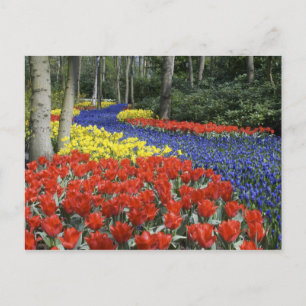 Niederlande, Holland, Lisse, Keukenhof Gardens Postkarte