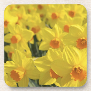 Niederlande, Holland, Lisse, Keukenhof-Gärten, Getränkeuntersetzer