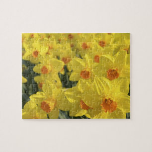 Niederlande, Holland, Lisse, Keukenhof-Gärten, Puzzle