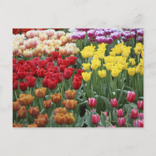 Niederlande, Keukenhoff Gardens, Tulpen. Postkarte