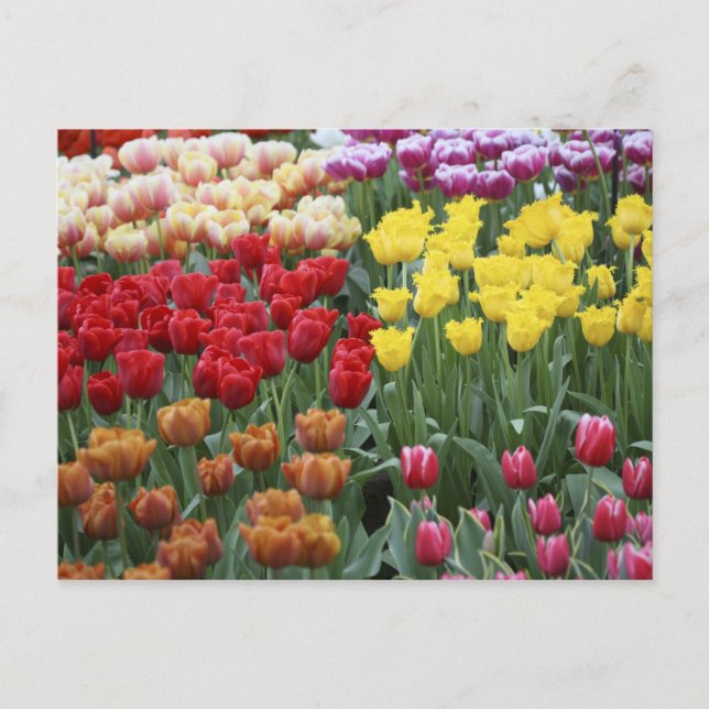 Niederlande, Keukenhoff Gardens, Tulpen. Postkarte (Vorderseite)