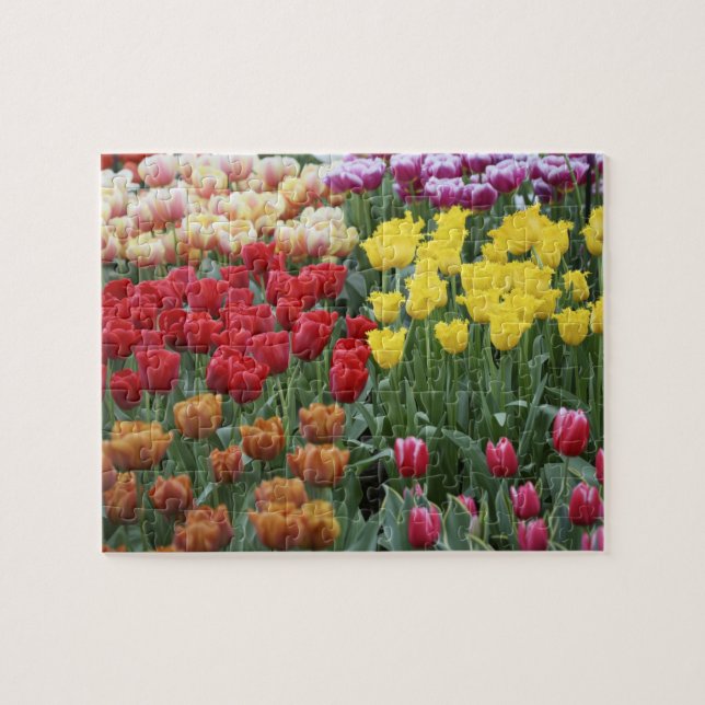 Niederlande, Keukenhoff Gardens, Tulpen. Puzzle (Horizontal)