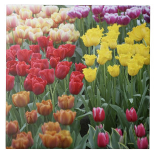 Niederlande, Keukenhoff-Gärten, Tulpen. Fliese