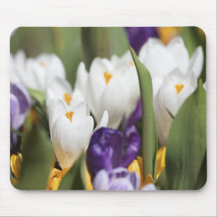 Niederlande, Keukenhoff-Gärten, Tulpen. Mousepad