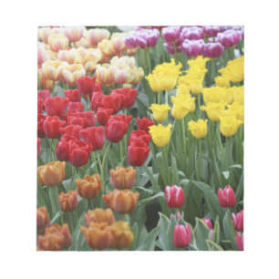 Niederlande, Keukenhoff-Gärten, Tulpen. Notizblock
